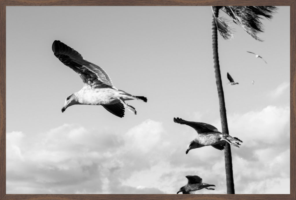 Wings Over the Tide