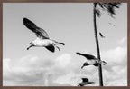 Wings Over the Tide