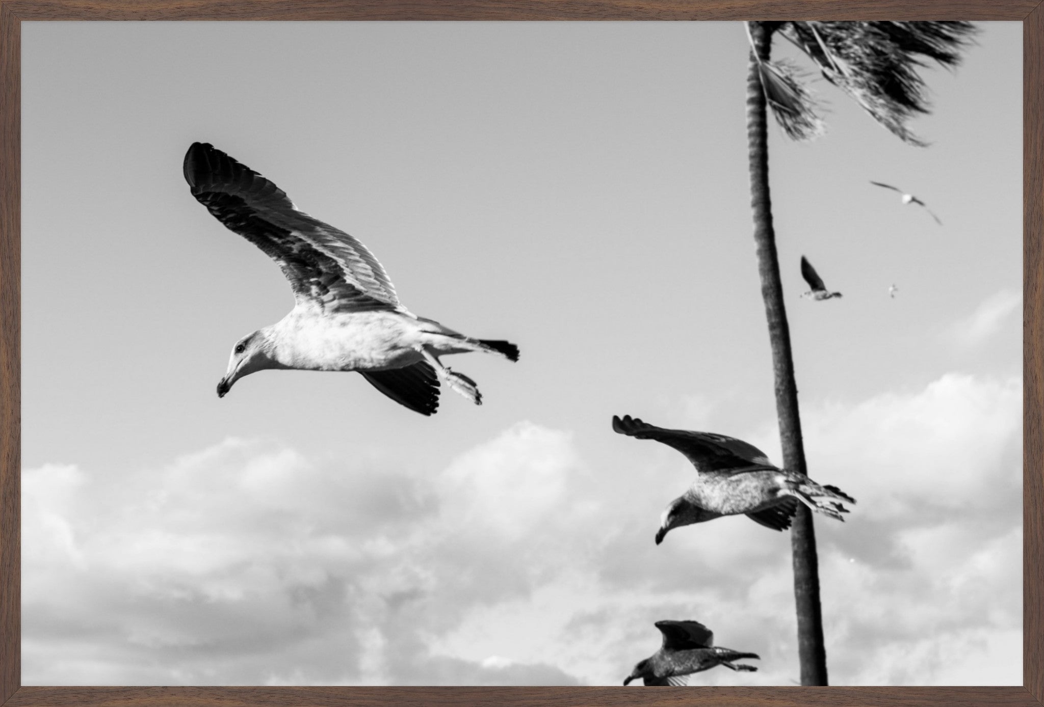 Wings Over the Tide