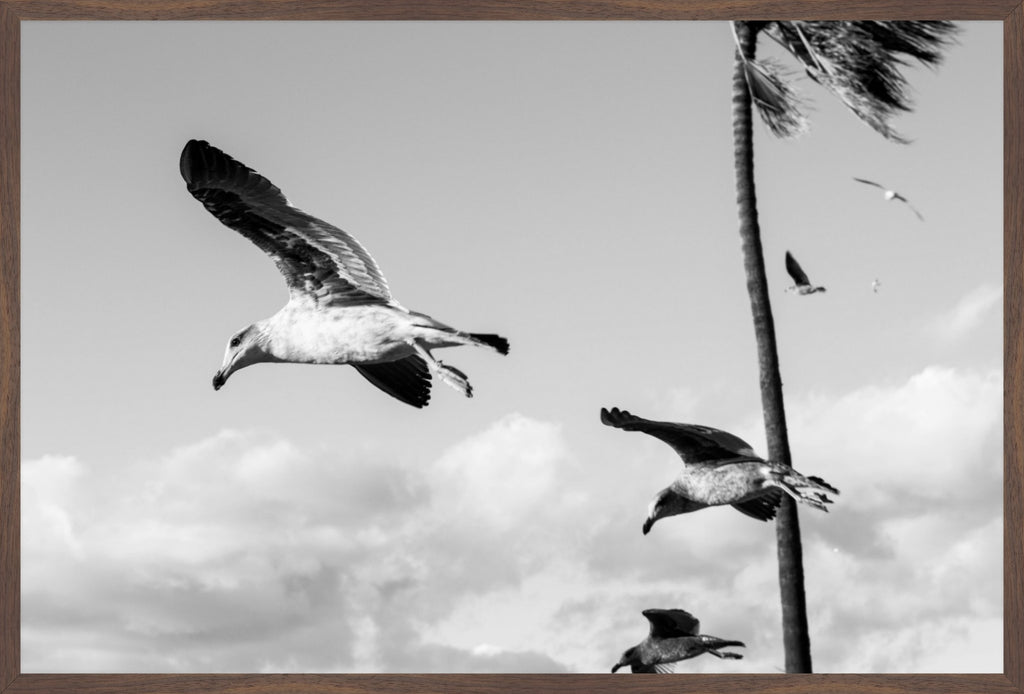 Wings Over the Tide