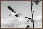 Wings Over the Tide