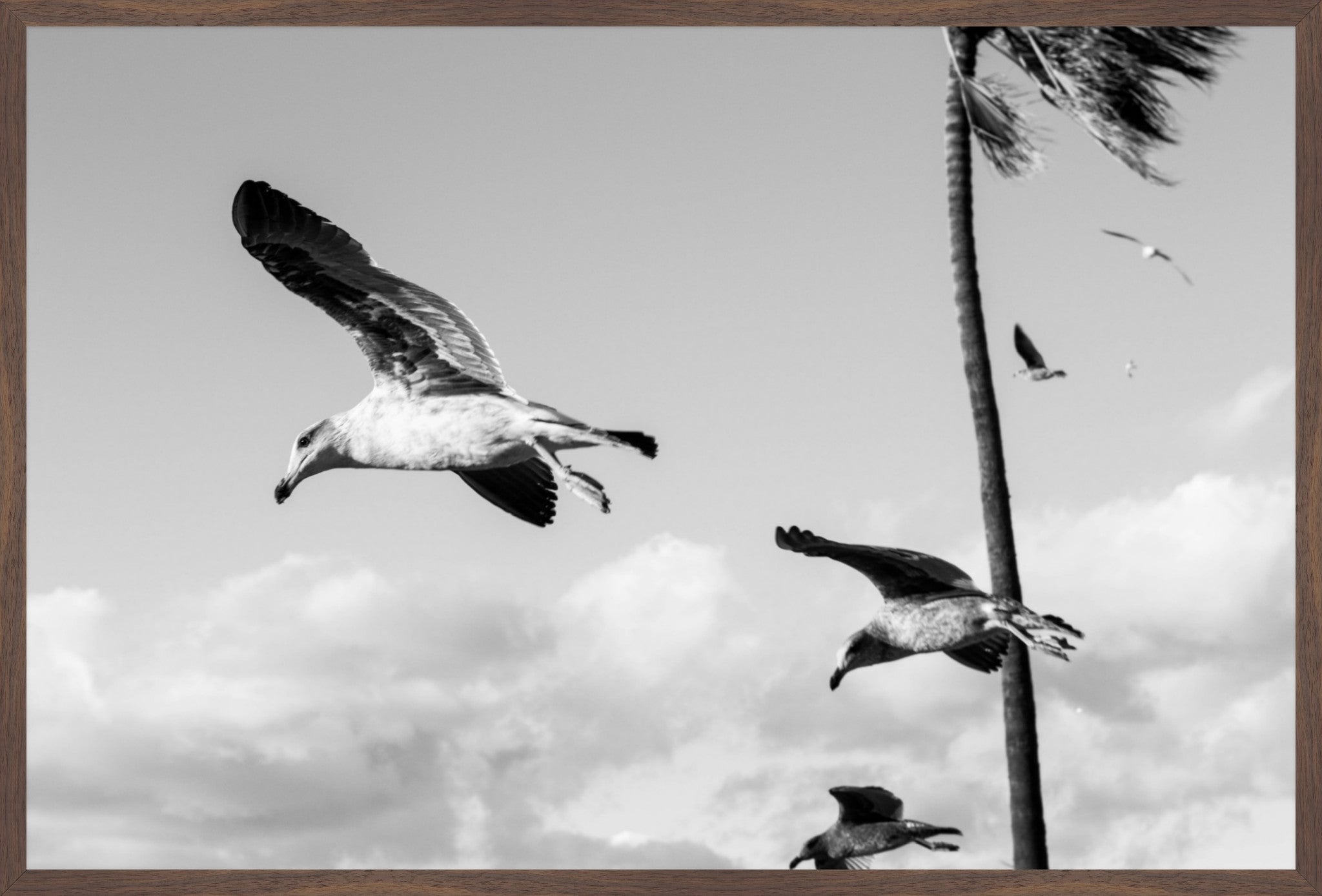 Wings Over the Tide