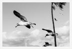 Wings Over the Tide