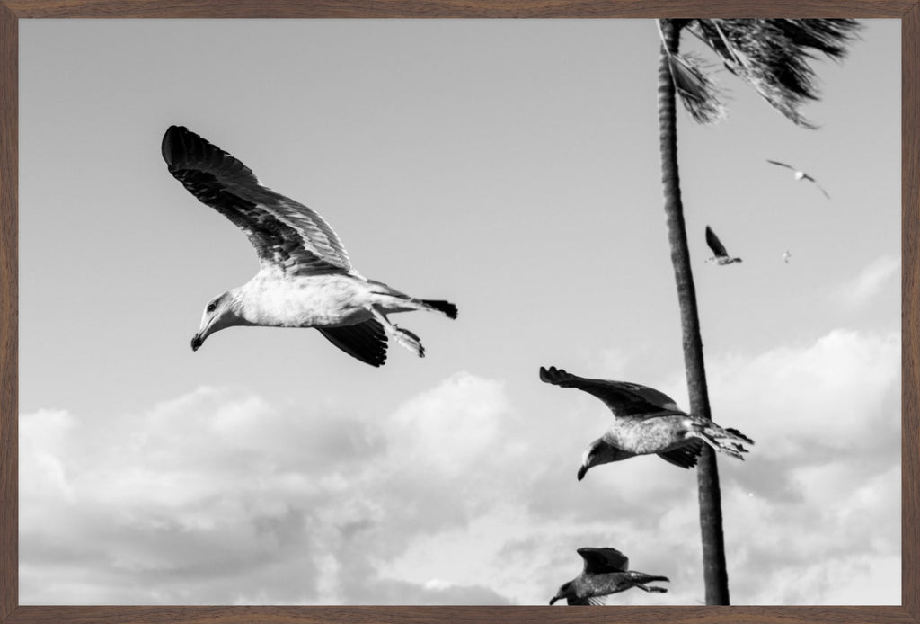Wings Over the Tide