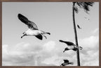 Wings Over the Tide