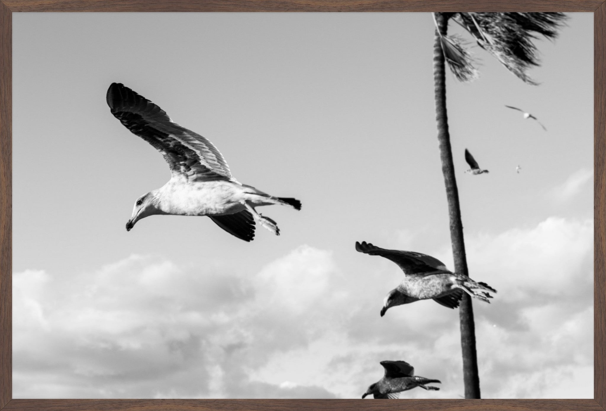 Wings Over the Tide