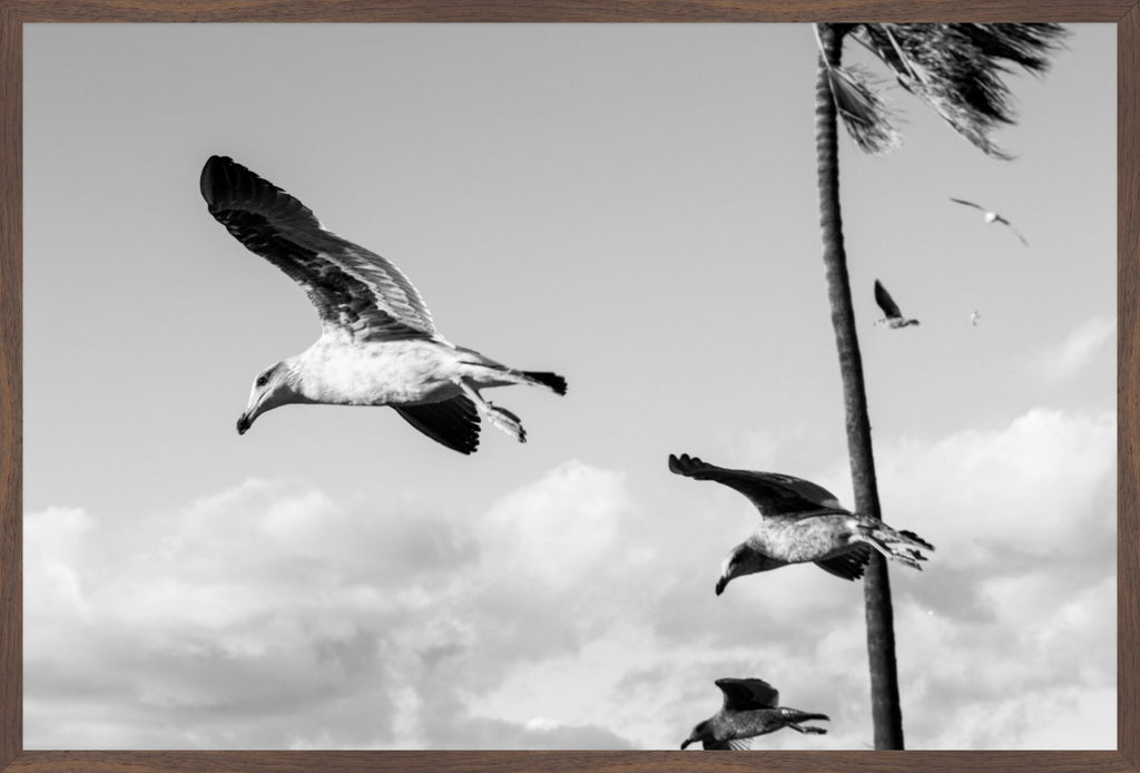 Wings Over the Tide