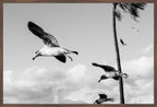 Wings Over the Tide