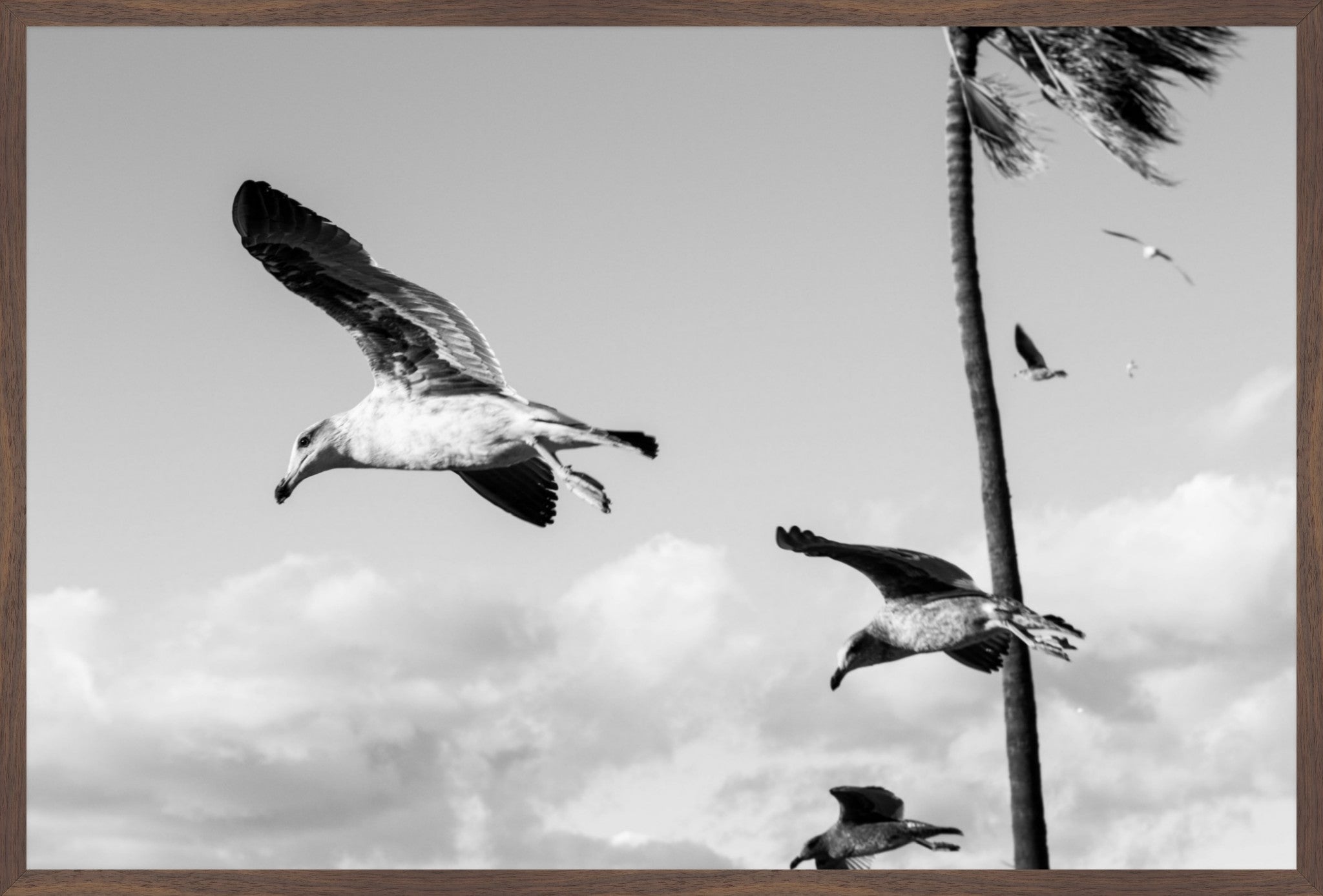 Wings Over the Tide