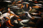 The Gathering Pond