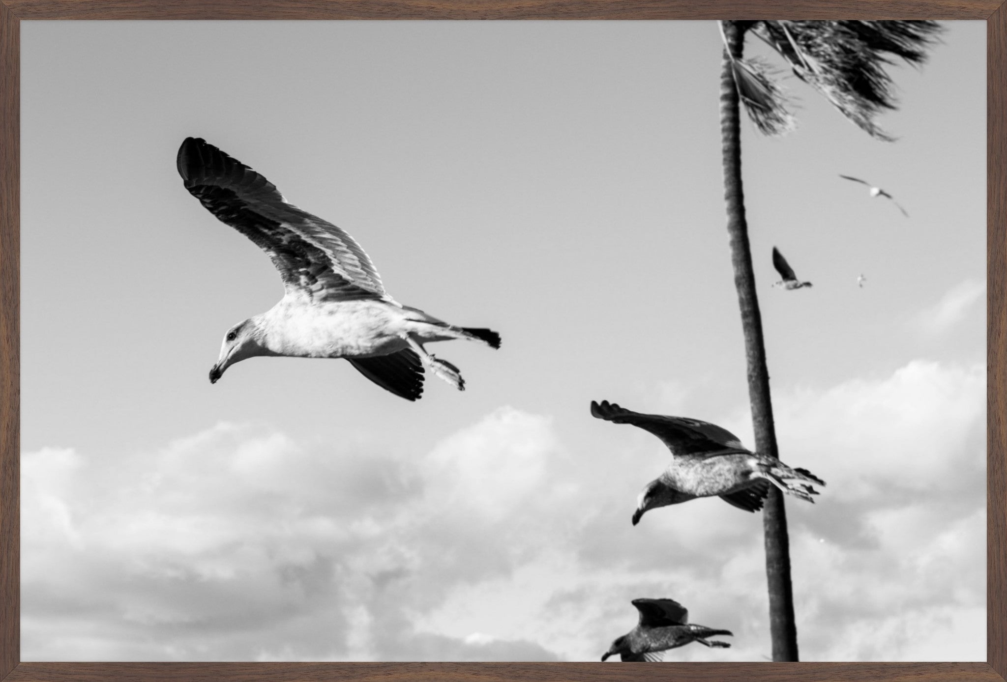 Wings Over the Tide