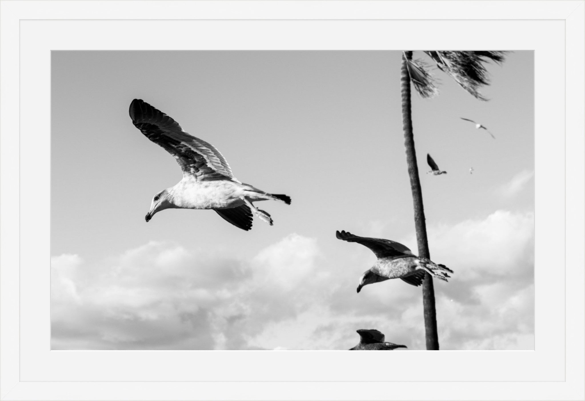 Wings Over the Tide