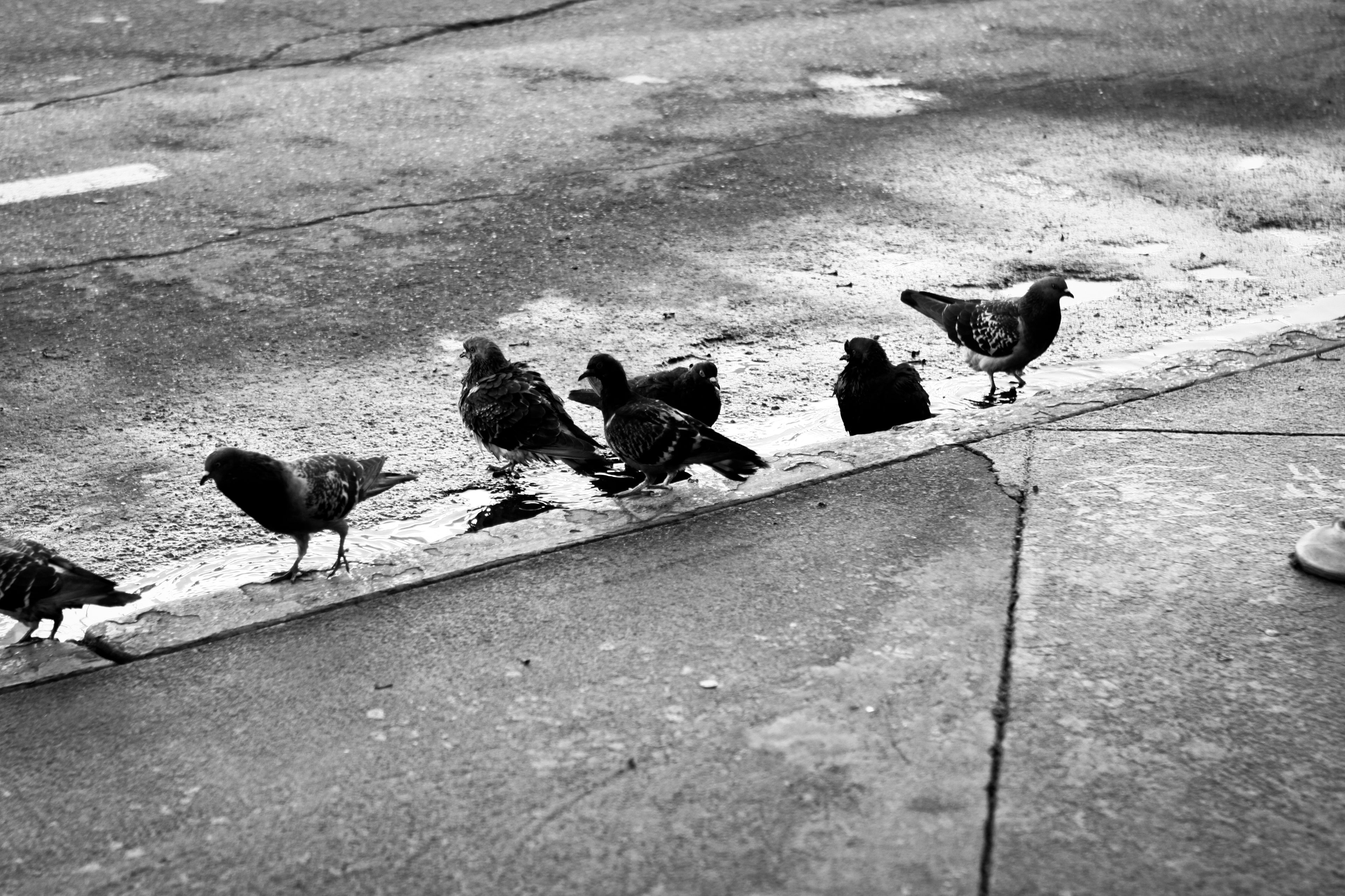 Urban Ritual