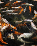 The Gathering Pond