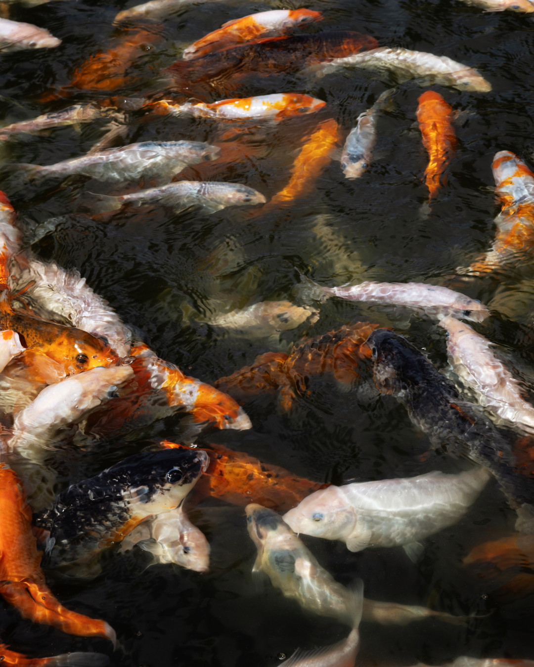 The Gathering Pond