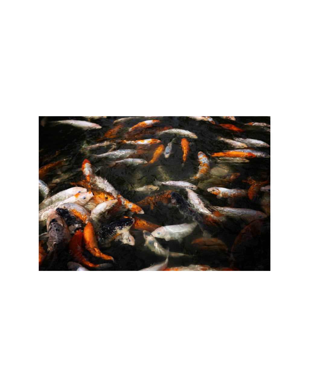 The Gathering Pond