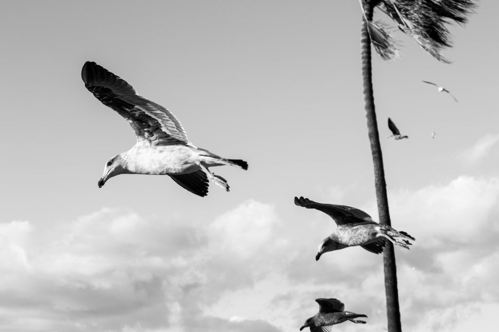Wings Over the Tide