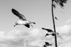 Wings Over the Tide